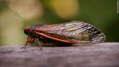 Cicada's will return to the East Coast as early as mid April, and stick around for a few weeks in spring. Photo Credit: CNN