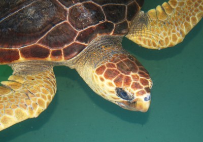 Two-bit rehabilitates after a harsh winter. Photo Credit: National Aquarium
