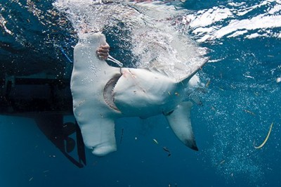 Researchers tag sharks as gently as possible to cause the least amount of trauma. Photo Credit: Christine Shepard