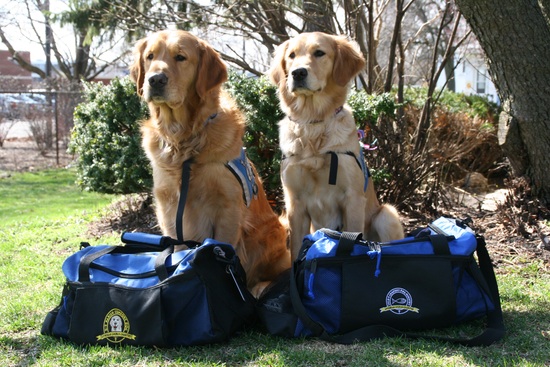 K-9 Parish Comfort Dogs Luther and Ruthie packed and ready for Boston. Photo Credit: Lutheran Church Charities