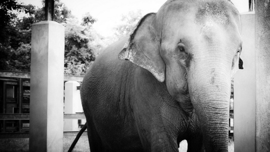 Circus Abuse, Disney Movie, Elephants, Elephants in the circus