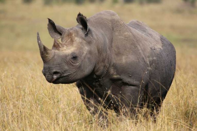 Rhinos all over the world continue to be murdered for their ivory horns. Photo Credit: earthtimes.org