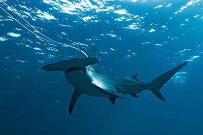If the shark populations decline, the oceans will decline as well. Photo Credit: Peter Kragh