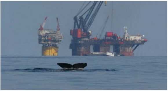 The fluke of a sperm whale is visible as it dives near an oil platform at Mississippi Canyon Block 127 in 2002. Photo Credit: NOLA.com