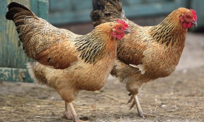 The USDA has green-lighted the sale of Chinese processed American chicken. Photo Credit: U.S. Department of Agriculture