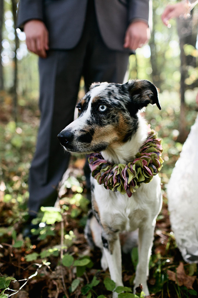 dog in wedding ceremony