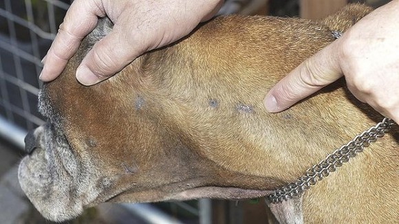 Maxie, a boxer from Melbourne, is just on of the victims of animal cruelty currently plaguing Australia. Photo Credit: Michael Clayton-Jones