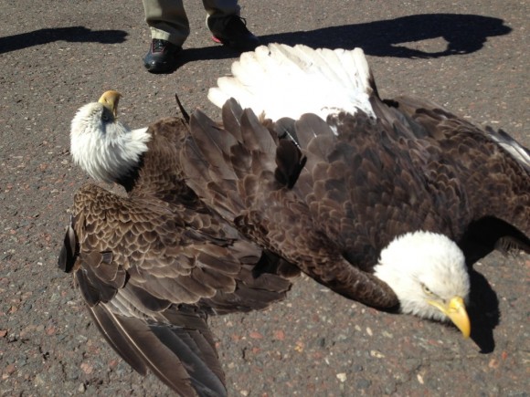 Two eagles fighting over territory crashed to the ground at Duluth International recently, both survived. Photo Credit: Randy Hanzal
