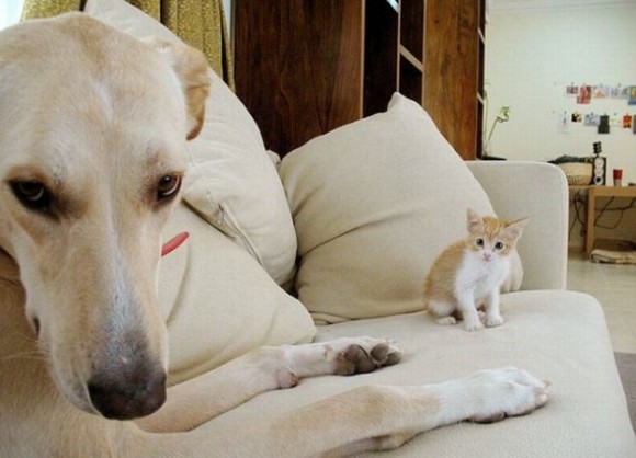 Dog tries to be cuter than adorable kitty. Photo credit: Pudelek.pl
