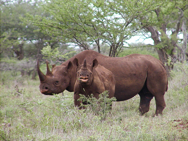A black rhino male and calf are seen in Mkuze, South Africa. A Wisconsin hunter has been granted a license to import a trophy from a black rhino he shot in Namibia in 2009. The U.S. Fish and Wildlife Service granted the import permit after reviewing Namibia's conservation program and deciding that well-managed sport hunting could play a beneficial role. Others said it set a dangerous precedent. Photo Credit: AP / U.S. Fish and Wildlife Service, Karl Stromayer