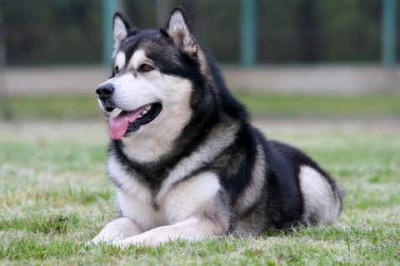 Alaskan Malamute Dog Helps Man WIth Alzheimer's alaskan malamute
