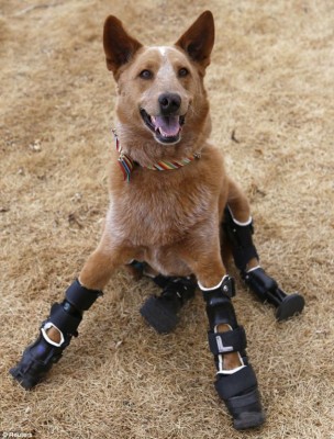 Naki'o has become the first dog to have a complete set of bionic paws. Photo Credit: Reuters