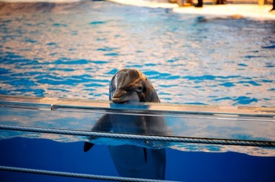 India is now the largest of four countries to ban dolphin shows. Photo Credit: eddie.welker, Flickr
