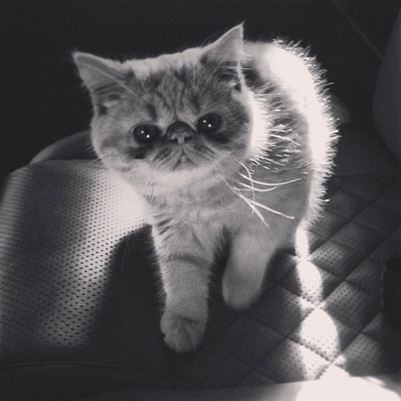 The Bieb's adorable new kitten looking straight into the camera. Photo Credit: Instagram