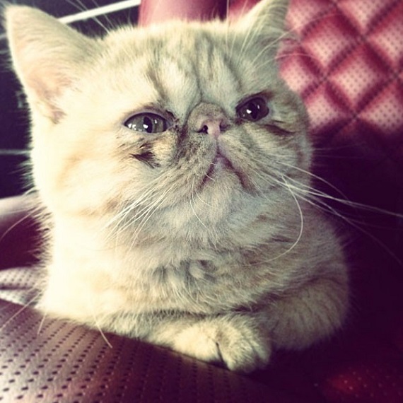 Mrs. Garfield sitting comfortably. Photo Credit: Instagram