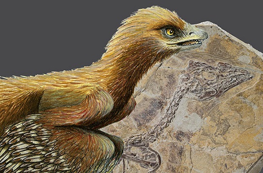 An image of the reconstruction of Aurornis xui, the world's oldest known bird. Photo Credit: Jonica Dos Remedios, Claude Desmedt, IRSNB