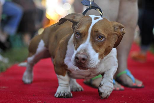 The 4-year-old beagle, boxer and bassett hound mix went on to win top honors. (AP Photo/Noah Berger)