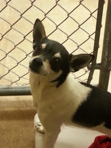 The first dog saved from euthanasia at an Oklahoma City animal shelter. Photo Credit: Tri-County Humane Society