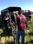 horse feathers equine rescue transports injured animals for care
