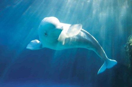 The SeaWorld community is mourning the loss of a beloved beluga whale. "Bella" died Sunday after a brief illness, according to a statement issued by SeaWorld. Photo Credit: NewsTalk