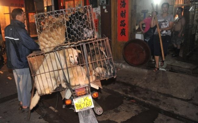 Yulin, China's dog meat festival plans to proceed amidst heavy opposition. Photo Credit: Ian Somerhalder Foundation