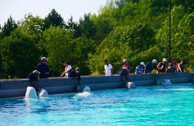 Marineland belugas possibly suffer because of their small environment. Photo Credit: Niagara News