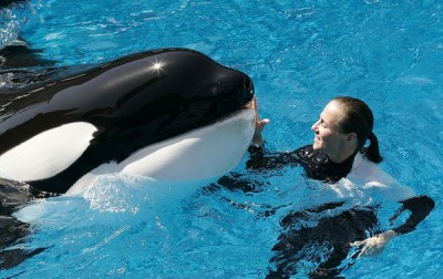 SeaWorld San Diego houses 10 orca whales in captivity. Photo credit: Barcroft/Fame Pictures