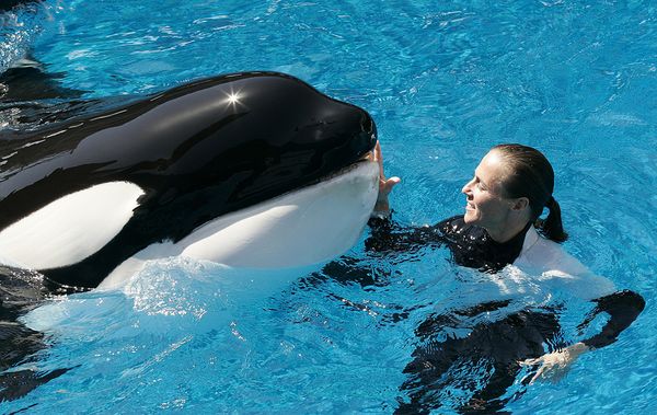 SeaWorld San Diego houses 10 orca whales in captivity. Photo credit: Barcroft/Fame Pictures