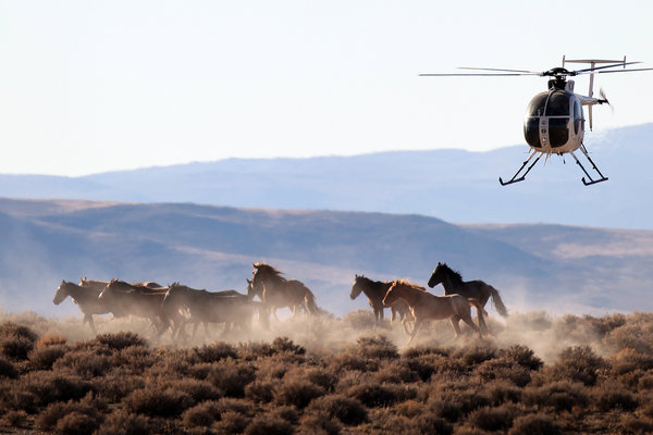 Mustangs being herded into temporary corrals before auction. Photo Credit: LA Times