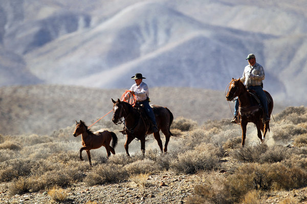 A cowboy employed by the Bureau of Land Management lassos a young, wild Mustang. Photo Credit: LA Times