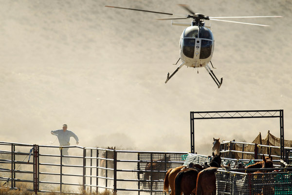 Mustangs are held in temporary corrals before being hauled away for auction. Photo Credit: LA Times