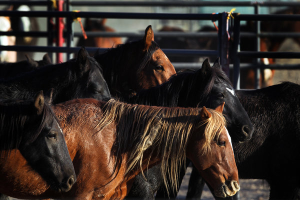 Animal activists are saying the Bureau of Land Management is managing the Mustang population toward extinction. Photo Credit: LA Times