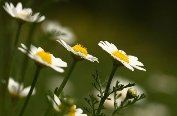 Chamomile can cause allergic reactions in cats and dogs. Photo Credit: Pikiwikisrael, Wikimedia Commons