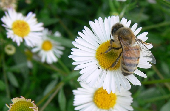 Daises contain natural pesticides. Photo Credit: Jessica Merz, Wikimedia Commons