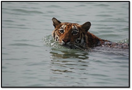 A tiger swimming in the waters of the Sunderban National Park. Photo Credit: Tapas Dutta, Flickr