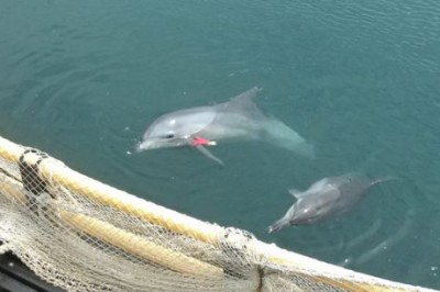 Sampal in her water tank, prior to her escape. Photo credit: KAWA Dolphins Seapen