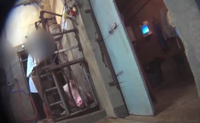 Farm Factory Pig Abuse Photo Credit: Youtube