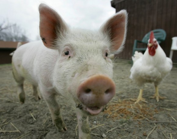 The Someone Project hopes to get people thinking the same way about cows and pigs, as they do about cats and dogs. Photo Credit: Amy Sancetta