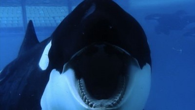 Tilikum one of the orcas at SeaWorld sits in captivity.