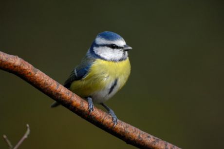 Conservationists' main concern involving bird apps revolves around the welfare of the animals. Photo Credit: Ray Kennedy/ Royal Society for the Protection of Birds
