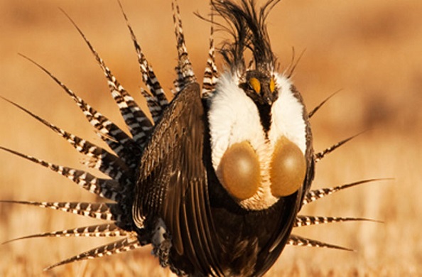 The Gunnison sage-grouse may be America's rarest bird. Photo Credit: Noppadol Paothong