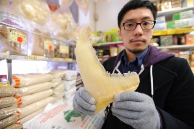 Patrick Kwan of the Humane Society of the United States holds a dried shark fin inside of Chinatown's Po Wing Food Market. Photo Credit: Mark Bonifacio, New York Daily News