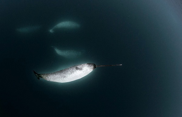 Rare Photos: The Unicorn Of The Sea