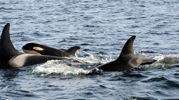 Orcas, Killer Whales, PETA, SeaWorld, Whale Sanctuaries