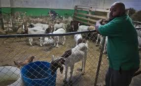 Imran Uddin, owner of Madani Halal live market Photo Credit: Associated Press/Bebeto Matthews