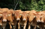 Cows