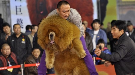 A Tibetan Mastiff like the one picture above was not so cleverly disguised as a lion at a Chinese zoo. Photo Credit: Reuters.