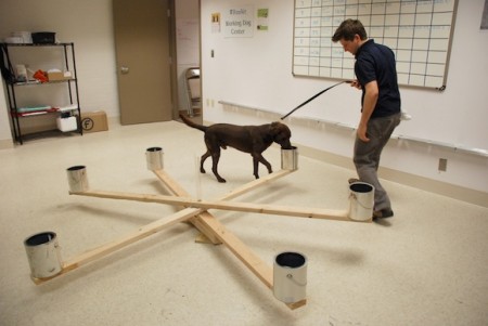 Researchers train dogs to sniff out odors that indicate the presence of ovarian cancer.