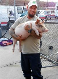 Farm Sanctuary rescue team member, Mario Ramirez, holding piglet Winston after he escaped from New York slaughterhouse. Photo Credit: Associated Press/Animal Care Control of NYC