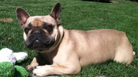 Jeremy Renner's is reunited with his missing French Bulldog Hemi after being missing since July 19. Photo Credit: Facebook/Jeremy Renner